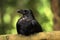 Beautiful Black Crow (Corvus corone) bird