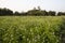 Beautiful Black Cumin Flowers Plantation In the field Natural Landscape view