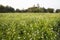 Beautiful Black Cumin Flowers Plantation In the field Natural Landscape view