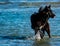 Beautiful black dog having fun on the beach, here we are in Eraclea and dogs are welcome