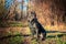 Beautiful black dog sit. portrait Cane Corso. outdoor.