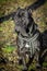 Beautiful black dog sit. portrait Cane Corso. outdoor.