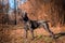 Beautiful black dog standing. portrait Cane Corso. outdoor