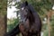 Beautiful black draft mare horse with white spot on forehead