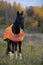 beautiful black dressage stallion dressed in training protection cover posing at evening. autumn season