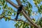 A beautiful Black Drongo Dicrurus macrocercus