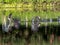 Beautiful black ducks flapping their wings on a lake in Izumi forest, Yamato, Japan