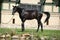 Beautiful black dutch warmblood with bridle