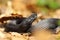 Beautiful black european adder