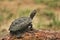 Beautiful black with golden spotted turtle resting in a wallIa