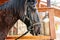 a beautiful black harnessed horse. horse riding.