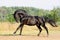 Beautiful black horse galloping across the field