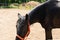 A beautiful black horse with an orange bridle walks on the field