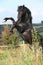 Beautiful black horse prancing on pasturage