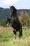 Beautiful black horse prancing on pasturage