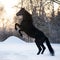 The beautiful black horse rearing up on the meadow in winter