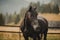 beautiful black horse roams freely in the mountains, basking in the lush green grass and enjoying the fresh mountain air