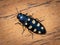 A beautiful black jewel beetle with yellow spots sitting on wood