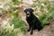 Beautiful black labrador dog sitting in footpath in forest. Nature and pets