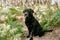 Beautiful black labrador dog with tongue out sitting in footpath in forest. Nature and pets