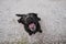 Beautiful black labrador jumping and eating treats. Fun outdoors. top view