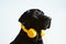 Beautiful black labrador listening to music on yellow headset at home. Music and technology concept