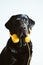 beautiful black labrador listening to music on yellow headset at home. Music and technology concept