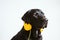 beautiful black labrador listening to music on yellow headset at home. Music and technology concept