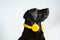 beautiful black labrador listening to music on yellow headset at home. Music and technology concept