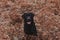 Beautiful black labrador sitting among brown leaves in the mountain. pets outdoors