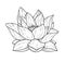 Beautiful black lotus flower monochrome vector hand work illustration is isolated on a white background. Decorative element