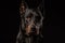 Beautiful black male doberman dog on black background