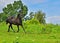 Beautiful black Morgan Horse running