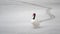 Beautiful black necked swan walks on snow on frozen pond