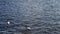 Beautiful black-necked swans Cygnus melancoryphus swim in a blue lake.