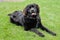 Beautiful Black Newfoundland Laying in the grass