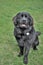 Beautiful Black Newfoundland Sitting in the grass