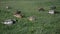 Beautiful black pacific ducks enjoying feeding