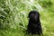 Beautiful black pedigree Labrador puppy