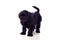 Beautiful Black Pekingese Dog