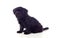Beautiful Black Pekingese Dog