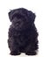 Beautiful Black Pekingese Dog