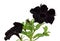 Beautiful black petunia close up