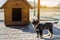 Beautiful black pooch dog near the booth on a sunny day. House for an animal. Selective focus