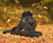 Beautiful black poodle resting