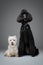 Beautiful black poodle and westie dogs on grey background