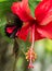 Beautiful black and red butterfly, resting on a tree, found in the cloud forests of Peru.