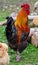 Beautiful black-red cock with a red crest, poultry yard, farm