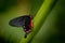 Beautiful black and red poison butterfly, Antrophaneura semperi, in the nature green forest habitat, wildlife, Indonesia