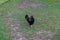 Beautiful black rooster with red crest standing on green grass